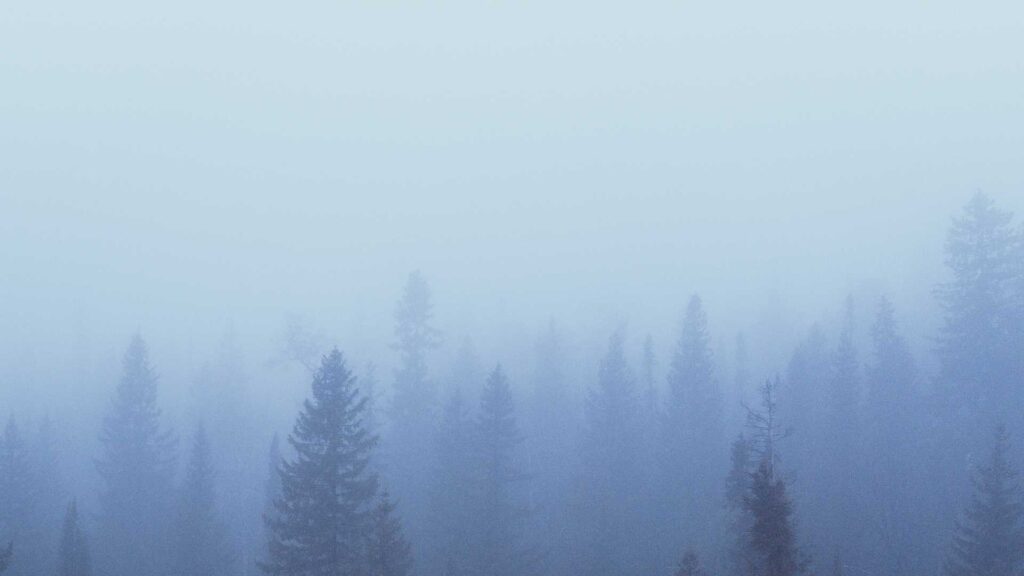 A background image of foggy evergreen trees that feels calm, grounded and mirrors the essence of the sentiment of this page: to show high achievers how to stop feeling out of control of your life and start working with the chaos.