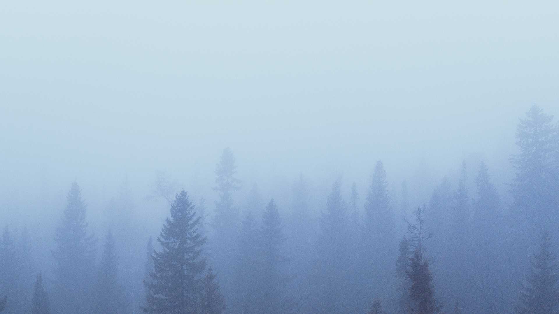 A background image of foggy evergreen trees that feels calm, grounded and mirrors the essence of the sentiment of this page: to show high achievers how to stop feeling out of control of your life and start working with the chaos.