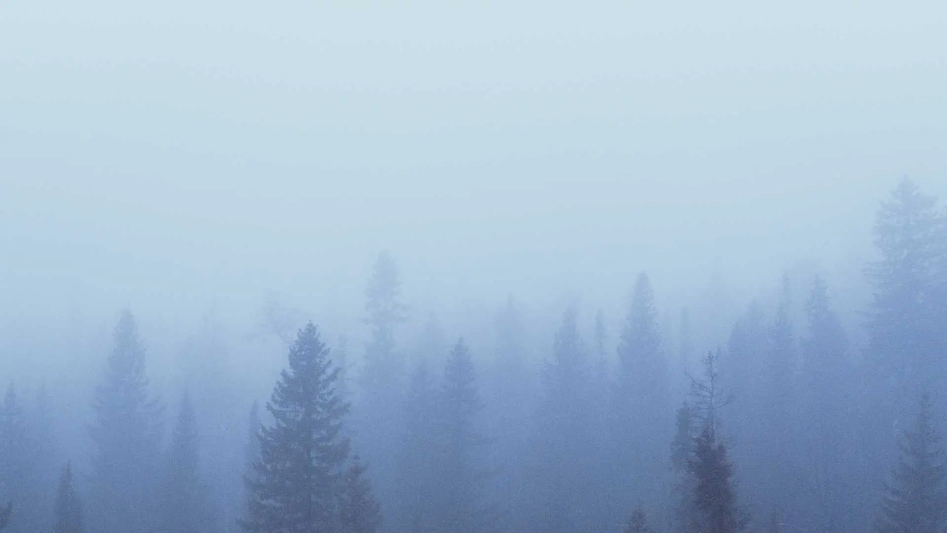 A background image of foggy evergreen trees that feels calm, grounded and mirrors the essence of the sentiment of this page: to show high achievers how to stop feeling out of control of your life and start working with the chaos.
