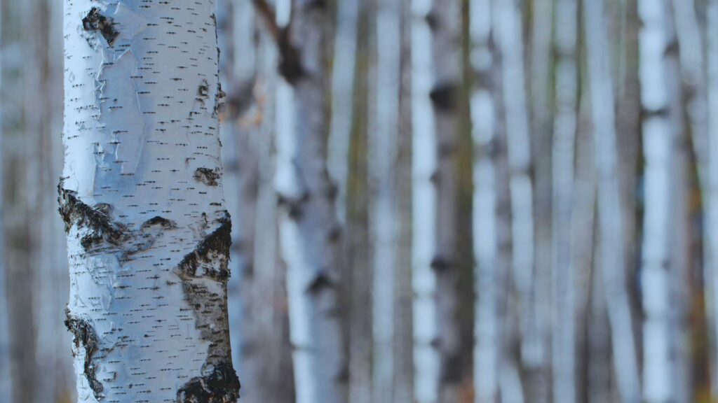 A birch forest as a background to pictures on a website that focuses on stress management for high achievers