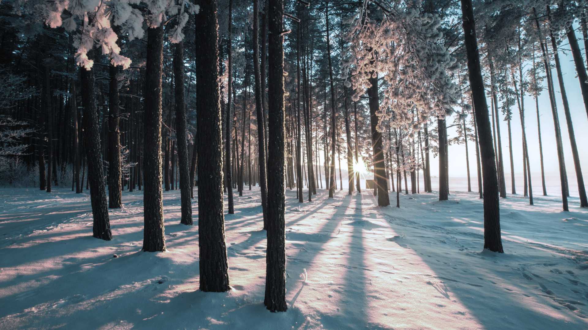 A winter forest scene as the image for the Creating Calm App - an app designed for high achievers to help them navigate the chaos of day to day life